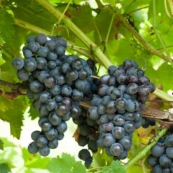 Vigne Muscat De Hambourg