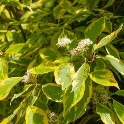 Cornouiller Blanc à Feuillage Panaché