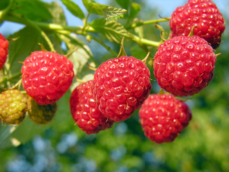 Fournitures De Jardin Soldes 2024 -Fournitures De Jardin Soldes 2024 Himbeeren ohne Stacheln