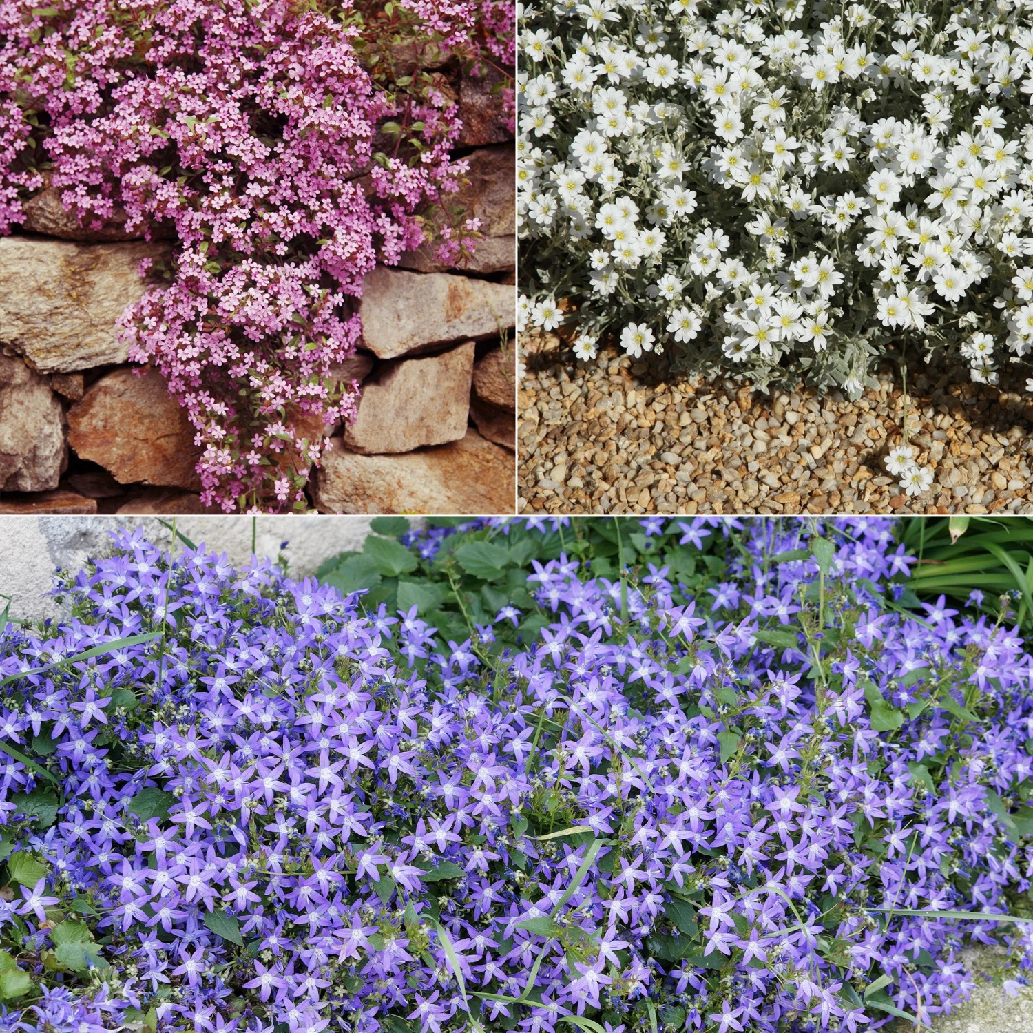 Collection De 13 Plantes Vivaces Rampantes Et Tapissantes 1 Collection De 13 Plantes Vivaces Rampantes Et Tapissantes