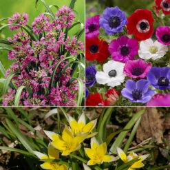 100 Bulbes De Fleurs Running Wild En Mélange -Fournitures De Jardin Soldes 2024 MON 031435 2 1706797786208