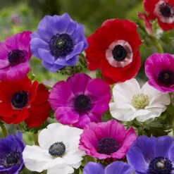 100 Bulbes De Fleurs Running Wild En Mélange -Fournitures De Jardin Soldes 2024 MON 031435 9 1706797836655