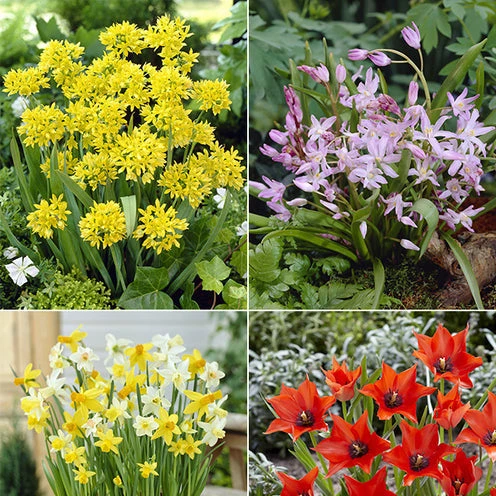 100 Bulbes De Fleurs 6 Mois De Fleurs En Mélange 2 100 Bulbes De Fleurs 6 Mois De Fleurs En Mélange – Image 2