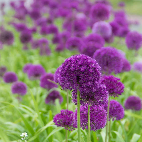 100 Bulbes De Fleurs 6 Mois De Fleurs En Mélange 3 100 Bulbes De Fleurs 6 Mois De Fleurs En Mélange – Image 3