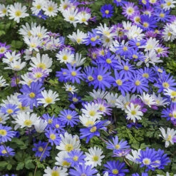 100 Bulbes De Fleurs 6 Mois De Fleurs En Mélange 14 100 Bulbes De Fleurs 6 Mois De Fleurs En Mélange -Fournitures De Jardin Soldes 2024 MON 031436 4 1706797909205