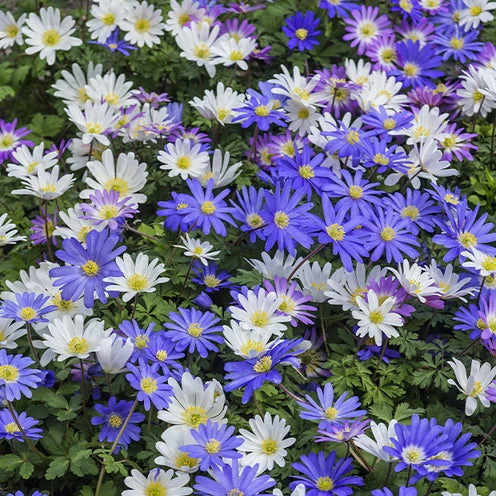 100 Bulbes De Fleurs 6 Mois De Fleurs En Mélange 5 100 Bulbes De Fleurs 6 Mois De Fleurs En Mélange – Image 5