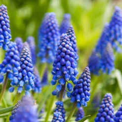 100 Bulbes De Fleurs 6 Mois De Fleurs En Mélange 15 100 Bulbes De Fleurs 6 Mois De Fleurs En Mélange -Fournitures De Jardin Soldes 2024 MON 031436 6 1706797920066