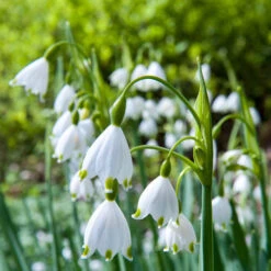 70 Bulbes De Fleurs Butterfly Food En Mélange -Fournitures De Jardin Soldes 2024 MON 031437 6 1706798390962