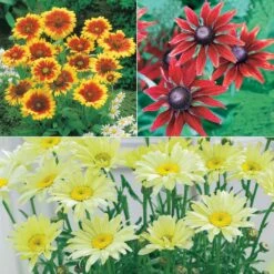 Collection De 6 Marguerites Colorées