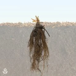 Fraisier Cirafine -Fournitures De Jardin Soldes 2024 QL Fraisiers WIL 1708002835308