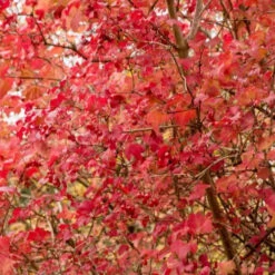 Viorne Boule De Neige 8 Viorne Boule De Neige -Fournitures De Jardin Soldes 2024 VIS 007589 4 1699631180414