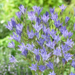 Pack De 312 Bulbes -Fournitures De Jardin Soldes 2024 VIS 020111 2 1708515178963