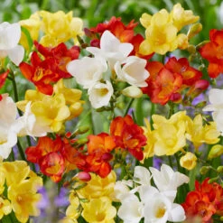 Pack De 312 Bulbes -Fournitures De Jardin Soldes 2024 VIS 020111 5 1708515223824