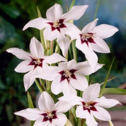 Pack De 312 Bulbes -Fournitures De Jardin Soldes 2024 VIS 020111 7 1708515229967