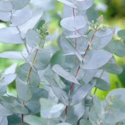 Eucalyptus Baby Blue -Fournitures De Jardin Soldes 2024 VIS 030554 4 1706699701141