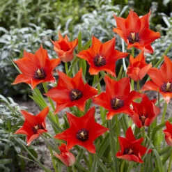 100 Bulbes De Fleurs 6 Mois De Fleurs En Mélange 19 100 Bulbes De Fleurs 6 Mois De Fleurs En Mélange -Fournitures De Jardin Soldes 2024 VIS 031436 10 1706797955783