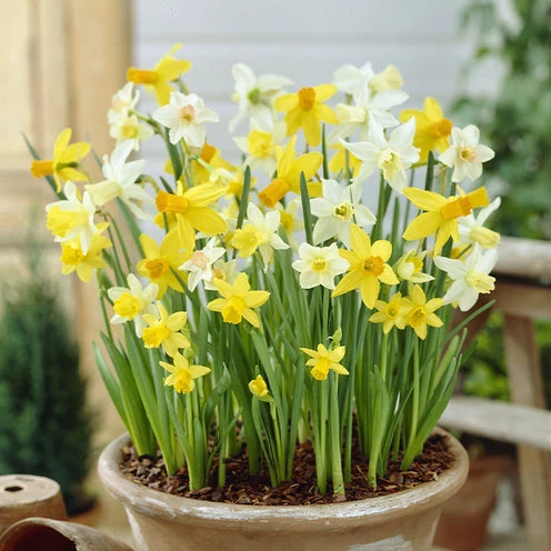 100 Bulbes De Fleurs 6 Mois De Fleurs En Mélange 9 100 Bulbes De Fleurs 6 Mois De Fleurs En Mélange – Image 9