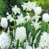 40 Bulbes De Fleurs Bordure Blanche En Mélange