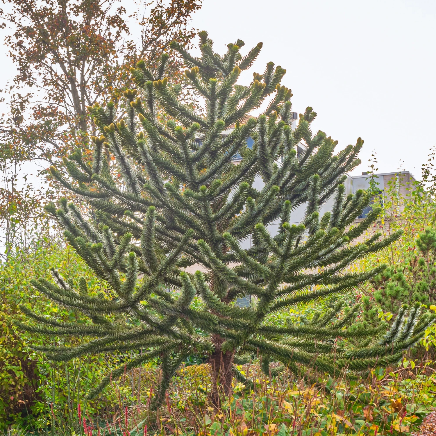 Désespoir Des Singes 1 Désespoir Des Singes