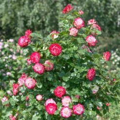 Rosier Buisson Double Delight 8 Rosier Buisson Double Delight -Fournitures De Jardin Soldes 2024 ado 100363 1 BK 1704450043808