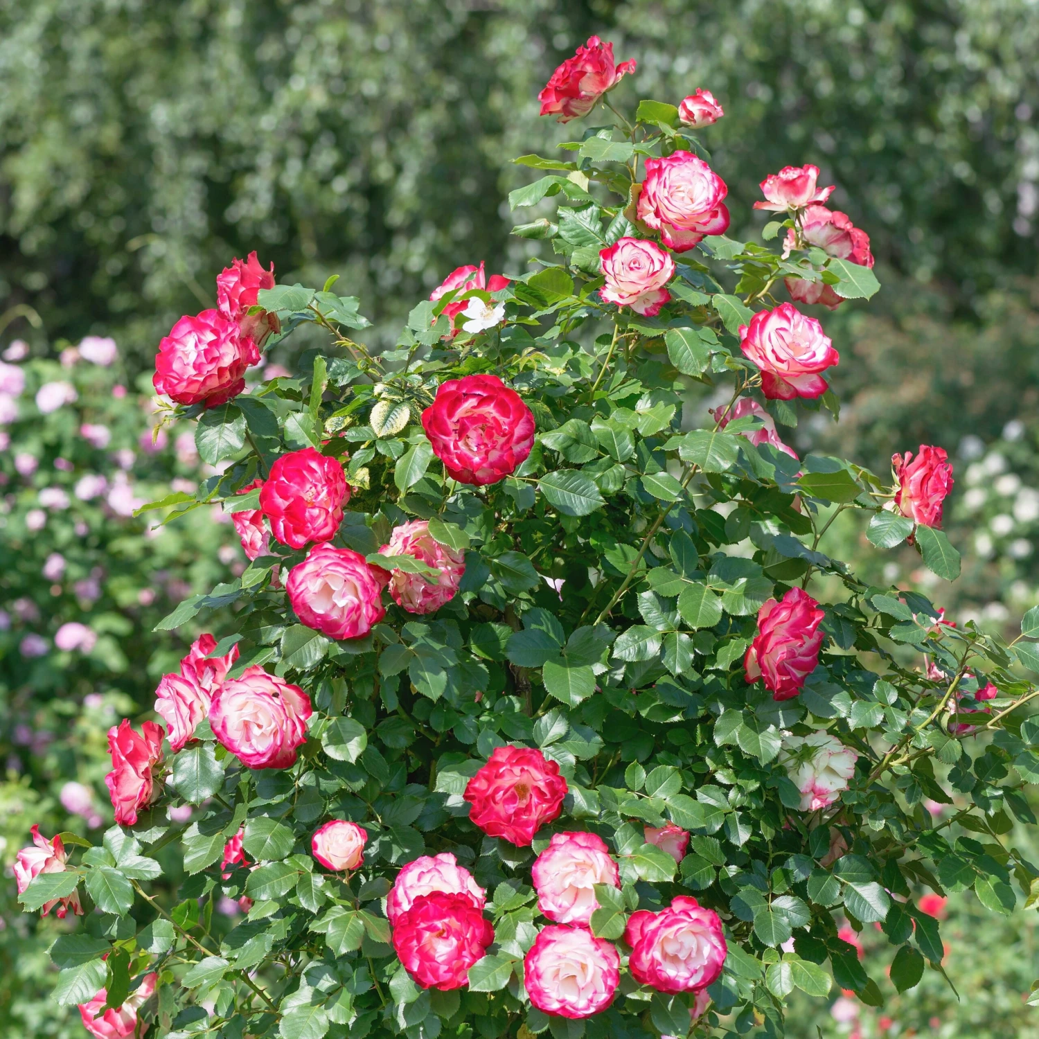 Rosier Buisson Double Delight 4 Rosier Buisson Double Delight – Image 4