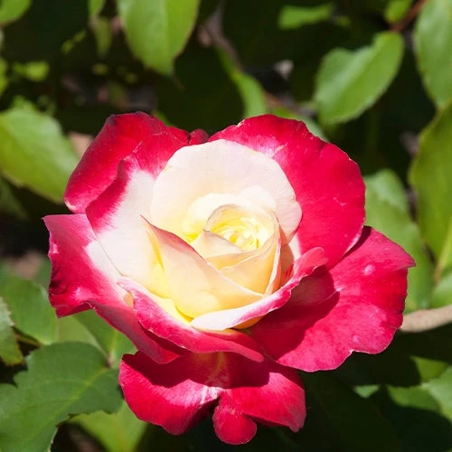 Rosier Buisson Double Delight 3 Rosier Buisson Double Delight – Image 3