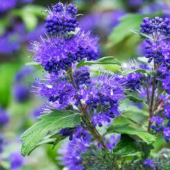 Caryopteris Oiseau Bleu