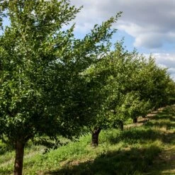 Prunier Président 7 Prunier Président -Fournitures De Jardin Soldes 2024 ado 100593 6