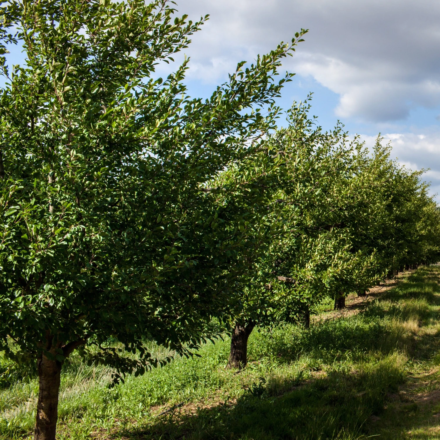 Prunier Président 3 Prunier Président – Image 3