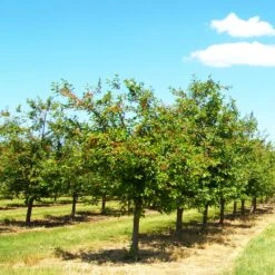 Cerisier Bigarreau Summit -Fournitures De Jardin Soldes 2024 ado 100596 2