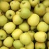 Pommier Golden Delicious