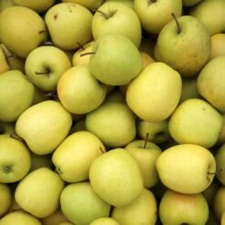 Pommier Golden Delicious