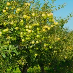 Pommier Golden Delicious -Fournitures De Jardin Soldes 2024 ado 100600 9 1700232882002