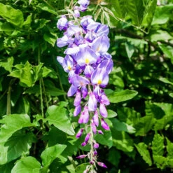 Glycine Bleue Sur Tige -Fournitures De Jardin Soldes 2024 ado 100808 3 1699882593326