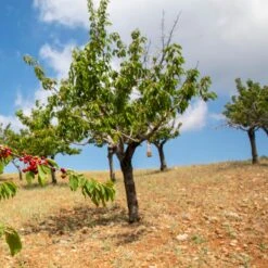 Cerisier Coeur De Pigeon 5 Cerisier Coeur De Pigeon -Fournitures De Jardin Soldes 2024 ado 103349 2