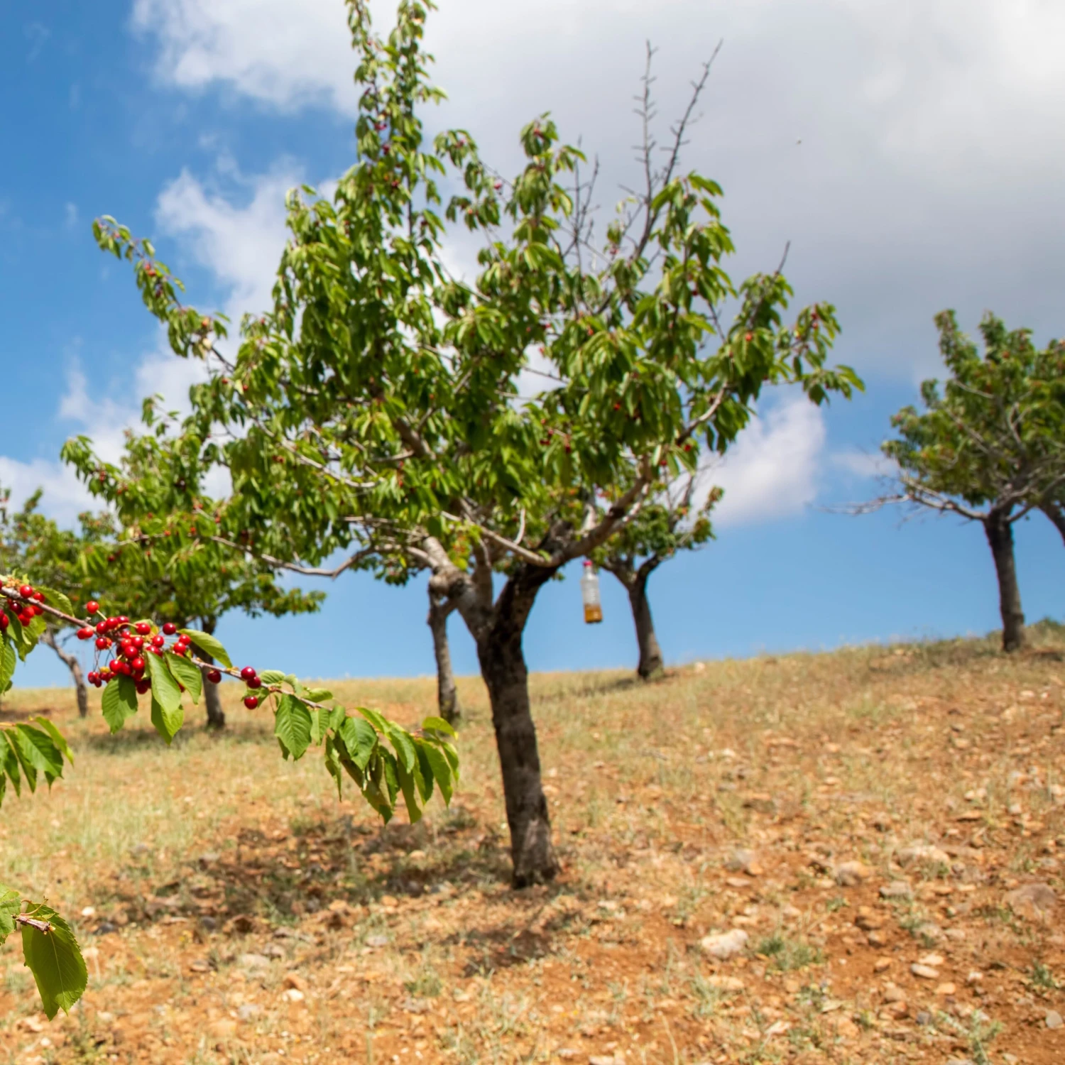 Cerisier Coeur De Pigeon 3 Cerisier Coeur De Pigeon – Image 3