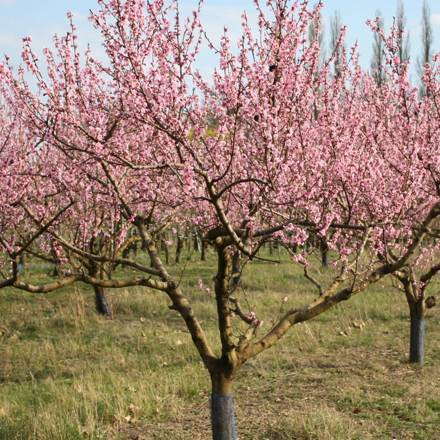 Pêcher Suncrest 2 Pêcher Suncrest – Image 2