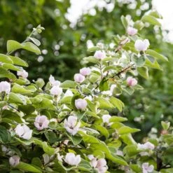 Cognassier -Fournitures De Jardin Soldes 2024 ado 103361 1