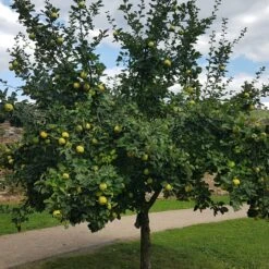 Cognassier -Fournitures De Jardin Soldes 2024 ado 103361 2