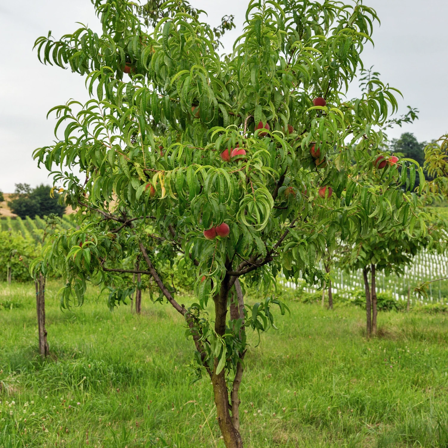 Nectarine Big Top 2 Nectarine Big Top – Image 2