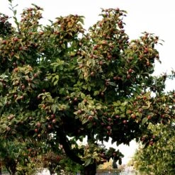 Néflier -Fournitures De Jardin Soldes 2024 ado 103519 2