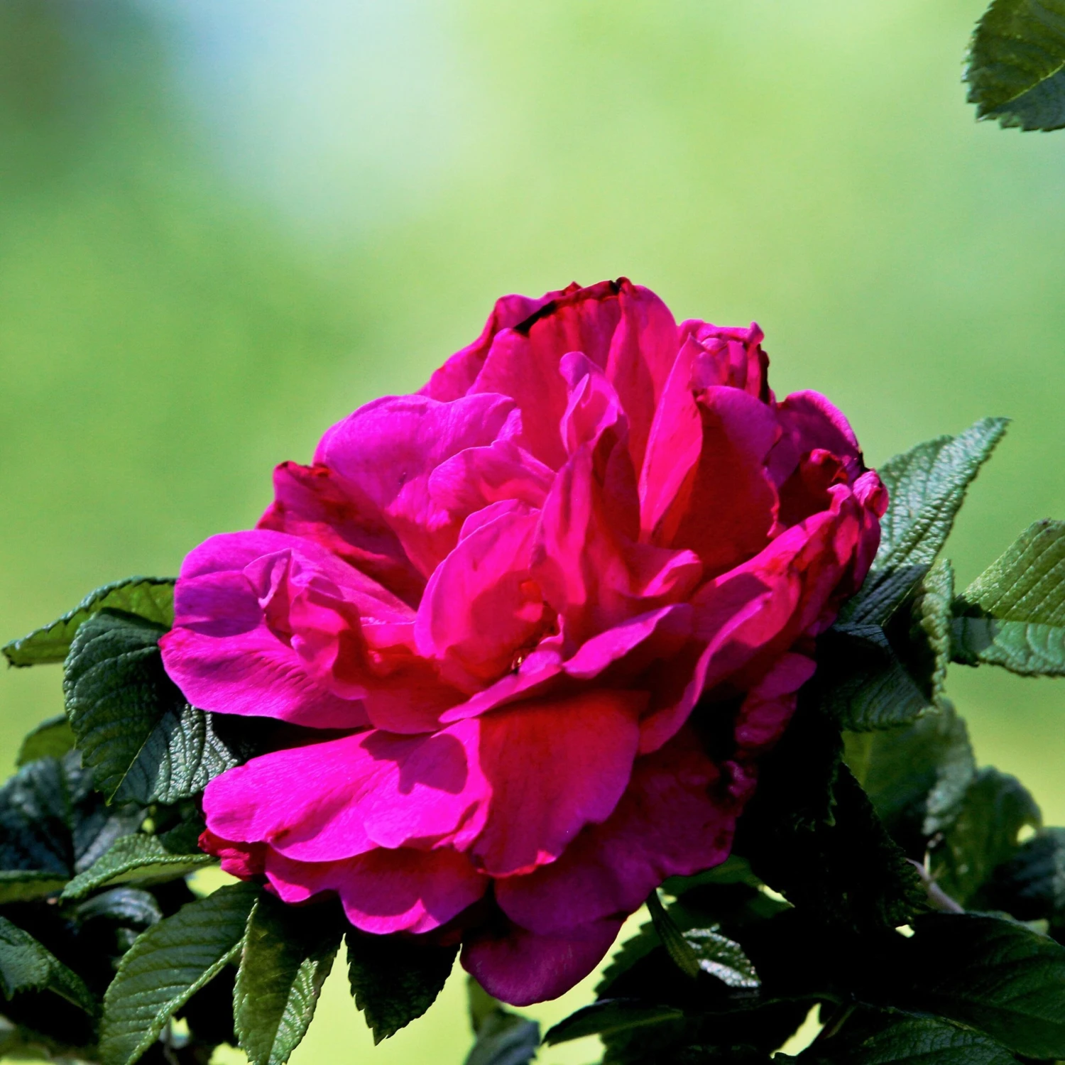 Rosier Hansa 1 Rosier Hansa