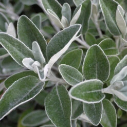 Senecio Compacta Drysdale