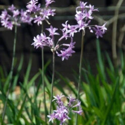 3 Tulbaghia Violacea