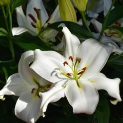 3 Lis Asiatique Siberia