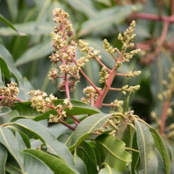 Manguier Rare 'Kensington' -Fournitures De Jardin Soldes 2024 ado 106856 2