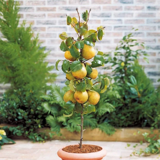 Mini-poirier Conférence 2 Mini-poirier Conférence – Image 2