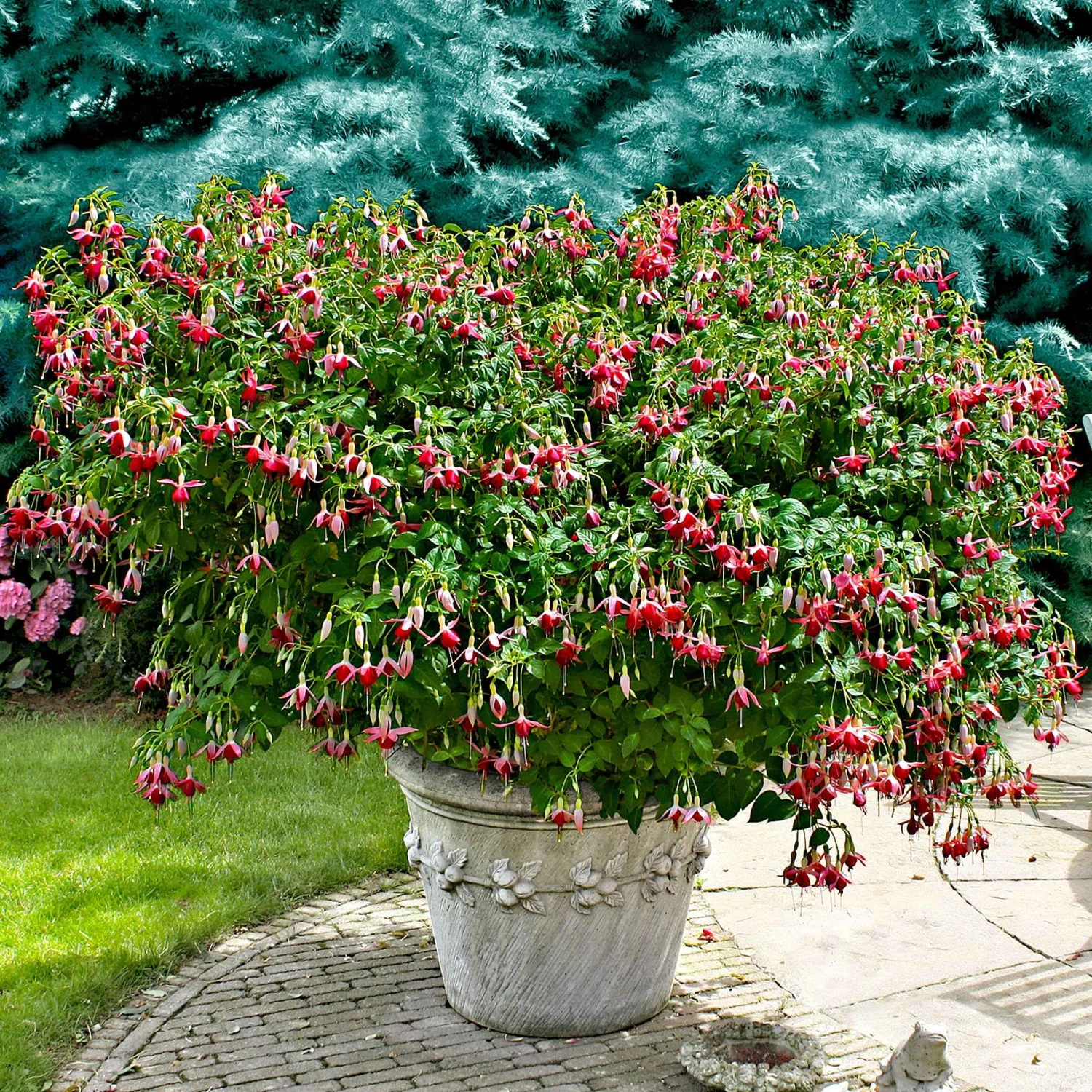 3 Fuchsias Celia Smedley 1 3 Fuchsias Celia Smedley