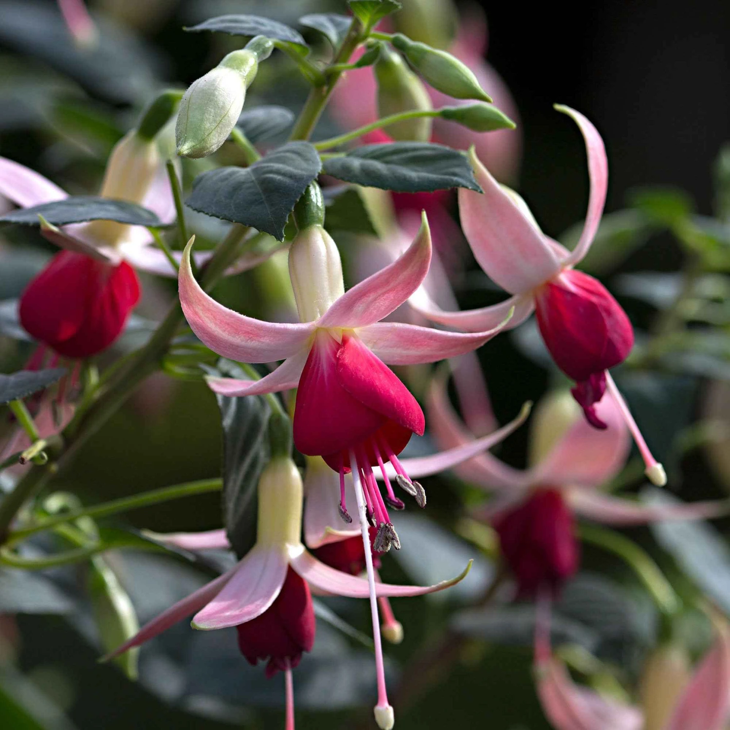 3 Fuchsias Celia Smedley 2 3 Fuchsias Celia Smedley – Image 2