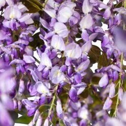 Glycine De Chine Prolific -Fournitures De Jardin Soldes 2024 bak 41395 2